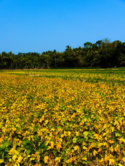 Obraz premium field of soy