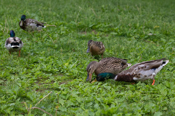 wild ducks on green grass