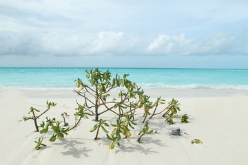tropical beach and sea and tree