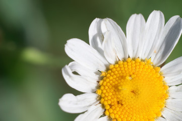 Flower of meadow daisy in the fields. Chamomile close-up
