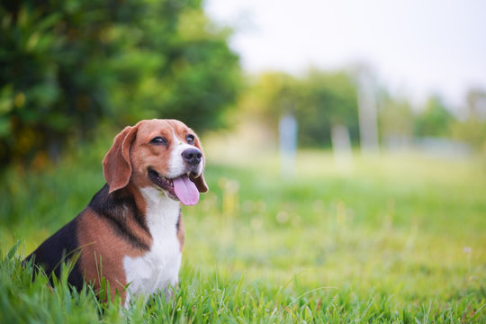 Portrait of a cute beagle dog sitting on the green grass outdoor in the park on sunny day.