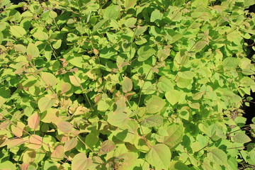 カツラの葉(宮城県)