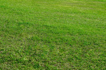 green fresh grass with perspective. Textured background of grass