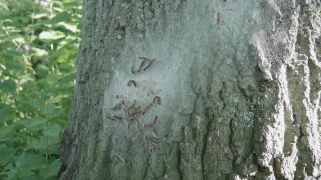 Oak procession moth on a oak