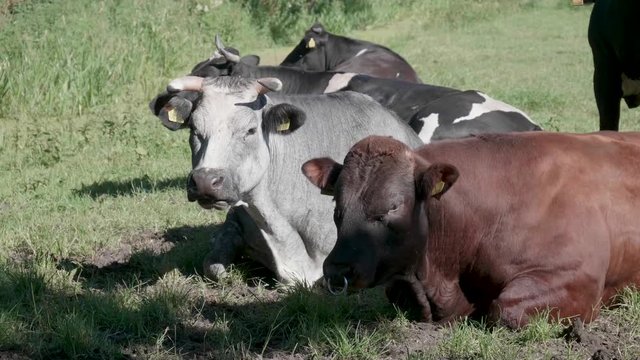 Cow lying on the ground ruminating
