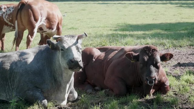 Cows lying on the ground ruminating