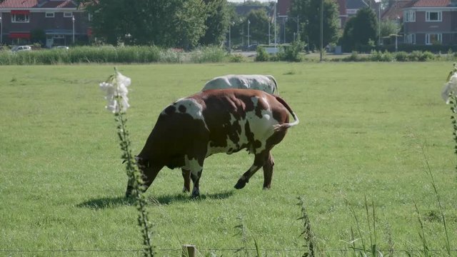 Cattle in an urban enviroment