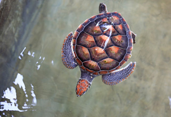 Sea turtle swimming in nursery pool at breeding center.