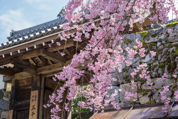 京都　大原三千院の御殿門と枝垂桜　