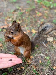 Naklejka na ściany i meble Squirrel is eating from hands. Squirrel eats pine nuts from the hands, closeup.