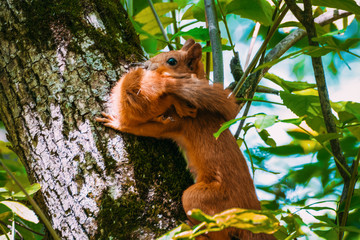 Red squirrel carries in its teeth its cub