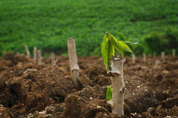 Cassava stem cuttings, seedlings of cassava are grown after planting.