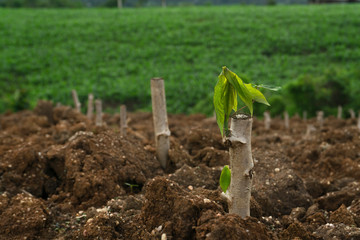 Cassava stem cuttings, seedlings of cassava are grown after planting.
