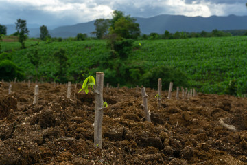 Fototapeta na wymiar Cassava stem cuttings, seedlings of cassava are grown after planting.
