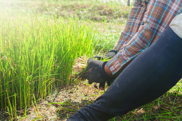 working hands on rice field with rice uprooting for farming and showing how to prepare rice plants for plantation in green background