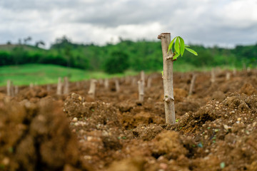 Cassava stem cuttings, seedlings of cassava are grown after planting.