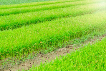 rice sprouts field for rice farmland and growing season in day light and green background