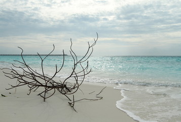 dead tree on the beach
