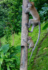 Macaque monkeys at Batu Caves, Kuala Lumpur Malaysia