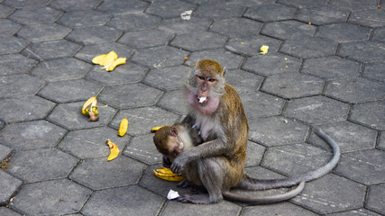 Macaque monkeys at Batu Caves, Kuala Lumpur Malaysia