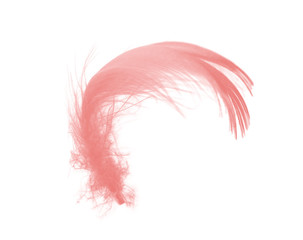 Beautiful soft pink feather isolated on white background
