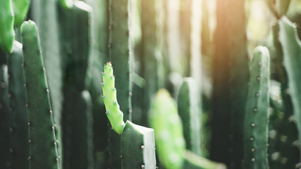 Naklejka premium Close-up Many cactus plants on the pot at cactus farm house. with warm ligth.