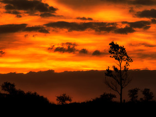 Obraz na płótnie Canvas sunset and tree
