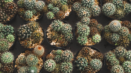 Close-up Many cactus plants on the pot at cactus farm house. with warm ligth.