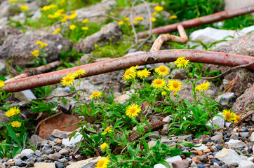 Yellow flowers of doronicum grow on the stone shore among the fragments of old iron in the North.