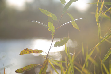 Fototapeta premium Green leaves of bushes and grass on the river Bank are flooded with bright sunlight in the wild taiga of Northern Yakutia.