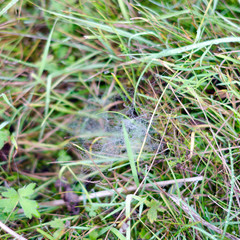 White frost fell on the web in the green grass in autumn.