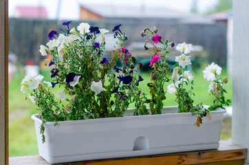 Bright blue,white and crimson buds of Petunia flowers grow in a white long pot on the veranda of a village private house with a lawn and a fence in Yakutia in the summer.
