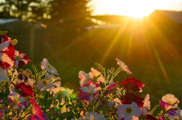 Bright yellow rays of the sun at sunset illuminate the blooming buds of colorful flowers of petunias in the village area in the North of Yakutia in the summer.