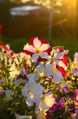 The sun's rays at sunset because of the fence and the trees fall on the flower bed with flowering buds of colorful flowers of petunias in the village in the North of Yakutia in the summer.