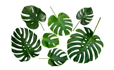 Foto op Plexiglas Monstera Monstera, Swiss Cheese Plant, tropical leaves, isolated on white background
