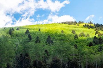 Fototapeta na wymiar Santa Fe National park Sangre de Cristo mountains with green aspen trees in spring and peak
