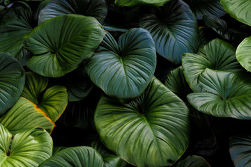 Obraz na płótnie Canvas Dark green leaf texture background
