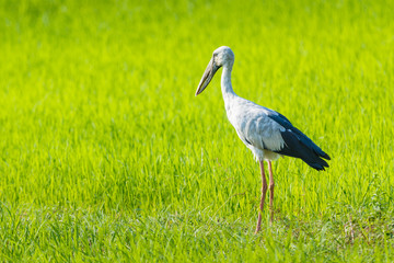 Anastomus oscitans, Openbill birds in a field of green views.
