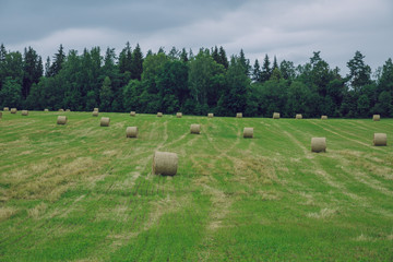 City Cesis, Latvia Republic. Overcast day, meadow hay rolls and trees around. July 7. 2019 Travel photo.