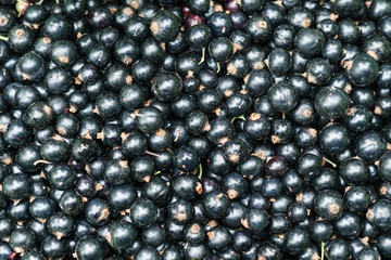 black currant big berries top view for background or texture.