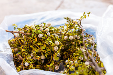 Closeup of chaparral medicine plant drying with flowers for health