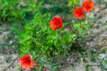 Red poppies.