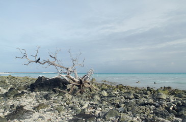 a crow on a dead tree on the beach