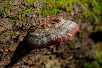 Fungi a tinder. Chaga Mushroom on the tree.Large tree mushrooms grew on the trunk of a tree covered with moss.
