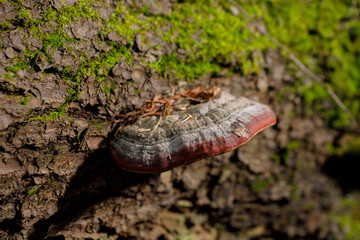 Fungi a tinder. Chaga Mushroom on the tree.Large tree mushrooms grew on the trunk of a tree covered with moss.