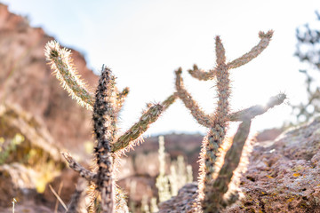 Closeup of Cane Cholla cactus with sun in Main Loop trail in Bandelier National Monument in New Mexico in Los Alamos