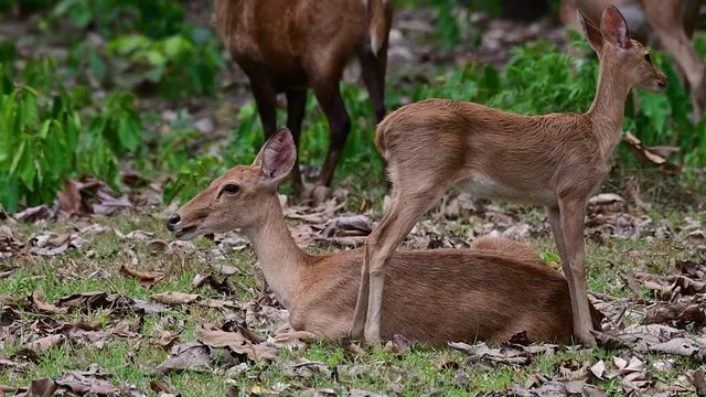 The Eld's Deer is an Endangered species due to habitat loss and hunting; friendly and approachable by a safe distance, it likes to hang around and allow people to admire its beauty.