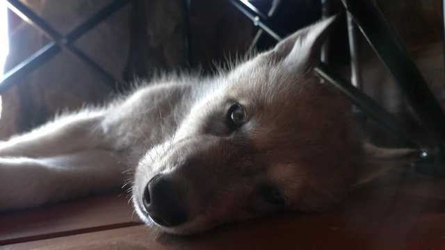 One month old baby gray wolf trying to sleep under a chair.