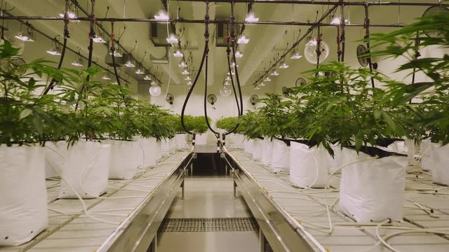 Cinematic moving shot of large marijuana cannabis grow operation. Shot in 4K.