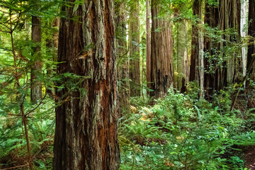 Fototapeta na wymiar Moss on Trunk in Redwood Forest